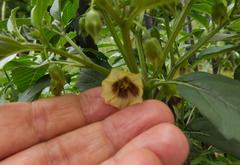 Physalis longifolia longifolia