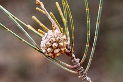 Casuarina pauper