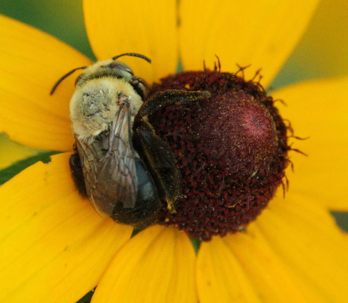 Centris lanosa photographed in Arkansas