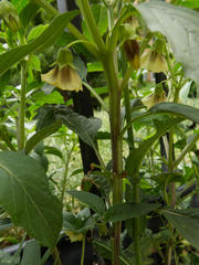 Physalis longifolia longifolia