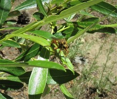 Callinicus pictitarsis