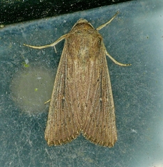 Leucania subpunctata