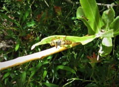 Callinicus pictitarsis