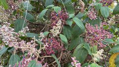 Miconia subseriata