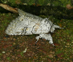 Charadra dispulsa