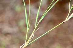 Austrostipa elegantissima