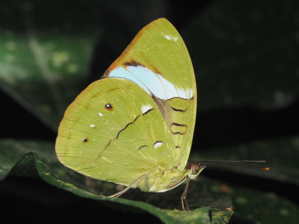 Aglaura Olivewing