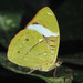 Common Olivewing - Photo no rights reserved, uploaded by Zygy