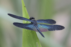 Rhyothemis plutonia