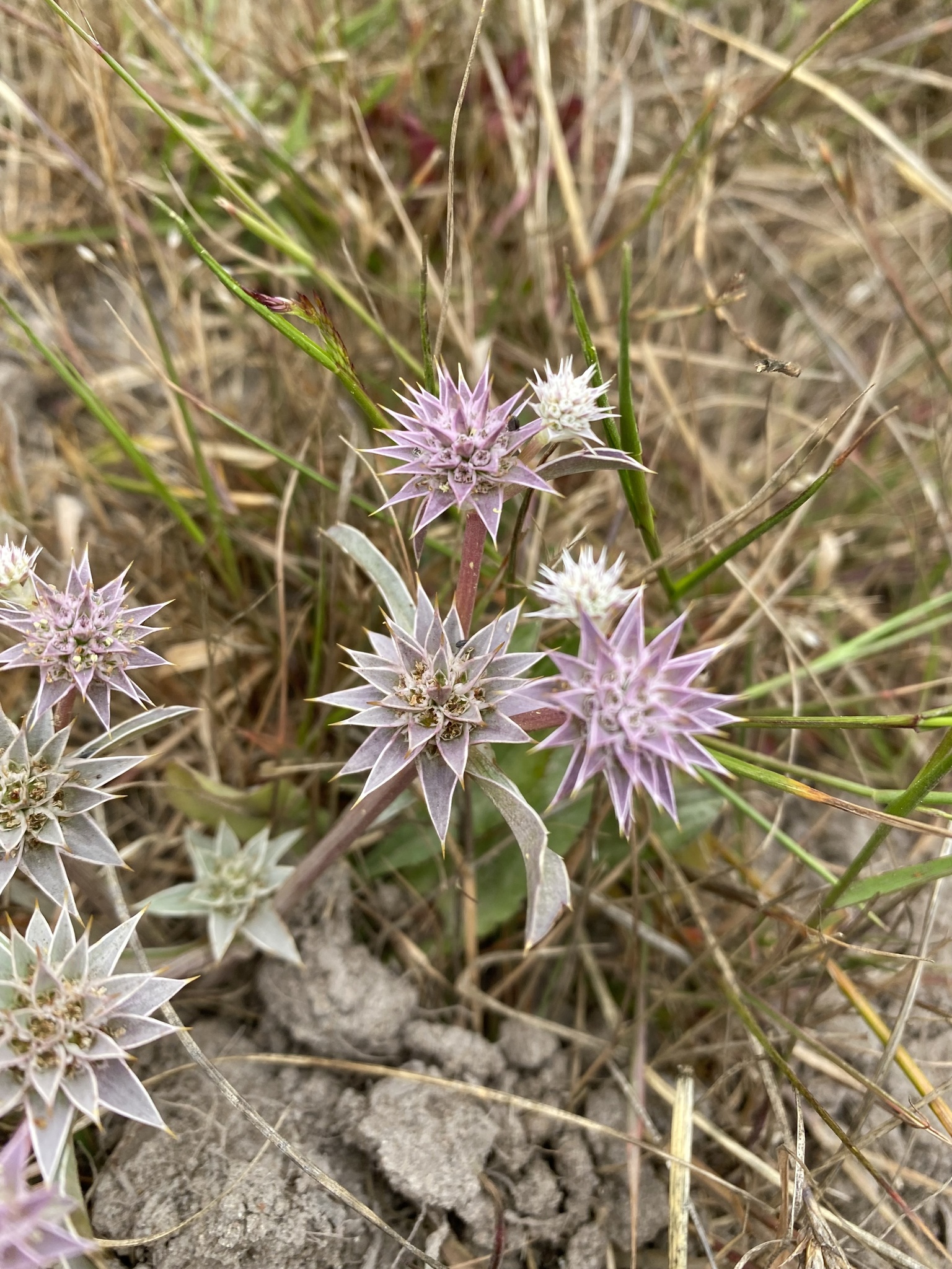 Eryngium armatum (S.Watson) J.M.Coult. & Rose