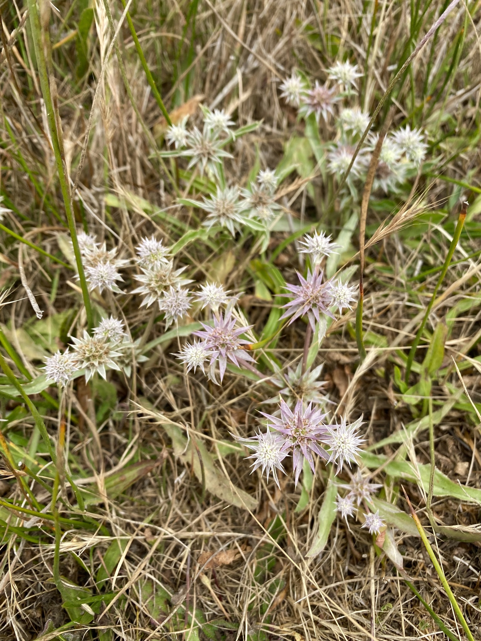 Eryngium armatum (S.Watson) J.M.Coult. & Rose