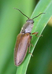 Hemicrepidius decoloratus