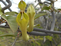 Ceropegia lugardiae image