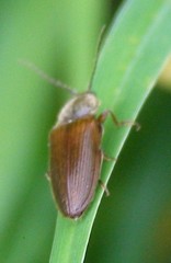 Hemicrepidius decoloratus