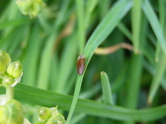 Hemicrepidius decoloratus