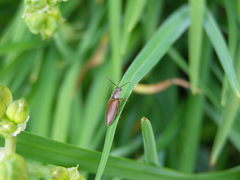 Hemicrepidius decoloratus