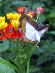Nymphidium caricae