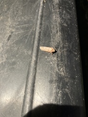 Acrolophus plumifrontella
