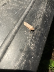 Acrolophus plumifrontella