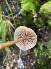 Laccaria masoniae