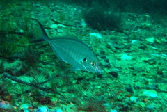 Pseudocaranx