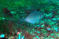 Pseudocaranx