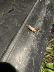Acrolophus plumifrontella