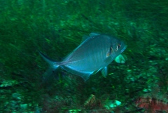 Pseudocaranx