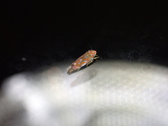Erythroneura rubra