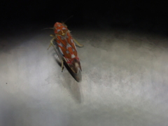 Erythroneura rubra