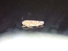 Erythroneura rubra