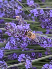 Apis mellifera