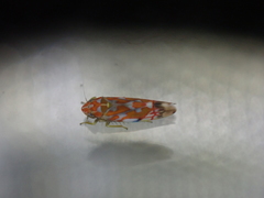 Erythroneura rubra