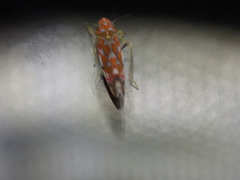Erythroneura rubra