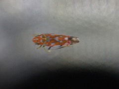 Erythroneura rubra