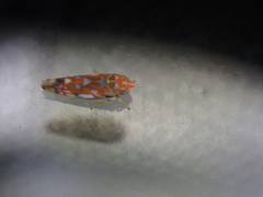Erythroneura rubra