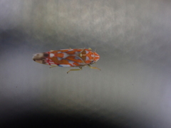 Erythroneura rubra