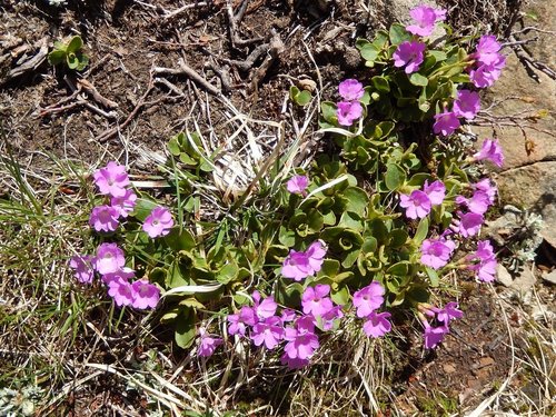 Primula apennina, photograph 3