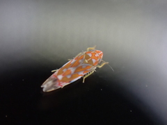 Erythroneura rubra