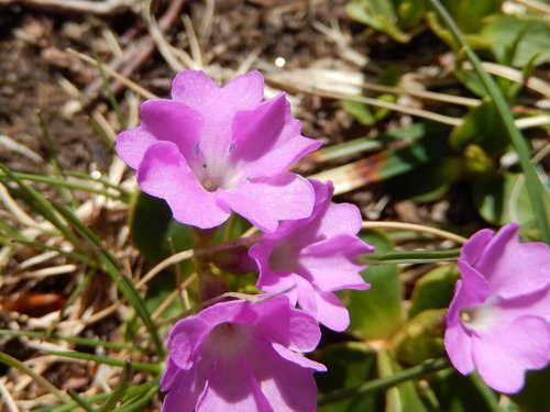 Primula apennina, photograph 2