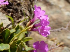 Primula apennina