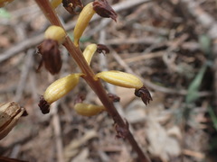Corallorhiza striata vreelandii