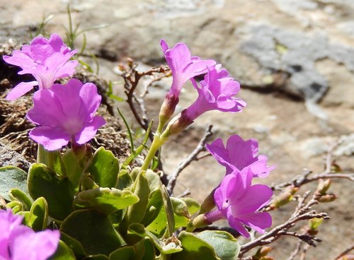 Primula apennina, photograph 4