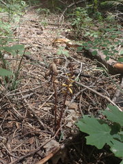 Corallorhiza striata vreelandii