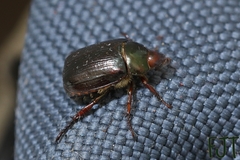 Paranomala cincta