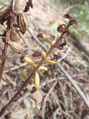 Corallorhiza striata vreelandii
