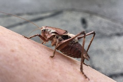 Atlanticus testaceus