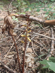 Corallorhiza striata vreelandii