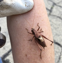 Atlanticus testaceus