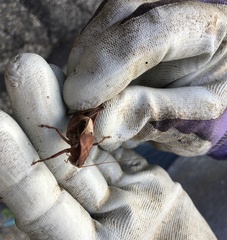 Atlanticus testaceus